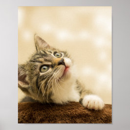 Niedliches Kitten mit ausgestreckter Pfote Poster