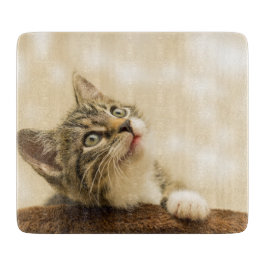 Niedliches Kitten mit ausgestreckter Pfote Schneidebrett