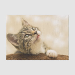 Niedliches Kitten mit ausgestreckter Pfote Seidenpapier