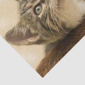 Niedliches Kitten mit ausgestreckter Pfote Seidenpapier (Ausschnitt)