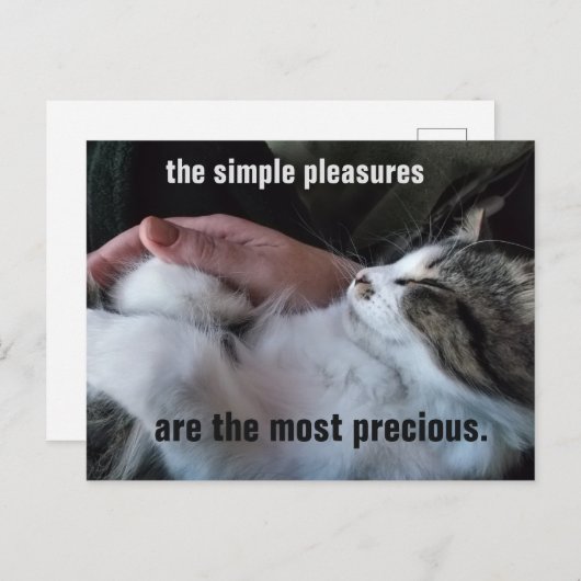 Niedliches Kittenangebot Einfache Pleasys anpassba Postkarte (Vorne/Hinten)