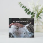 Niedliches Kittenangebot Einfache Vergnügen am Wer Postkarte (Stehend Vorderseite)