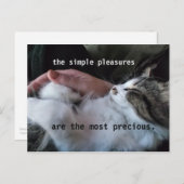 Niedliches Kittenangebot Einfache Vergnügen am Wer Postkarte (Vorne/Hinten)