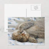 Niedliches Kittin Postkarte (Vorne/Hinten)