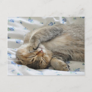 Niedliches Kittin Postkarte