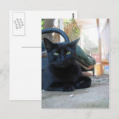 Niedliches Kitty Lay - Postkarte (Vorne/Hinten)
