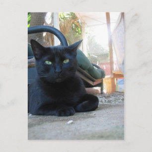 Niedliches Kitty Lay - Postkarte