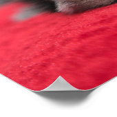 Niedliches Kitty Poster (Ecke)
