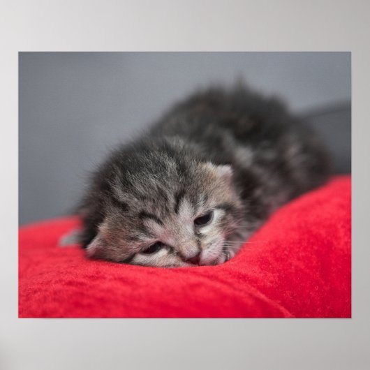 Niedliches Kitty Poster (Vorne)