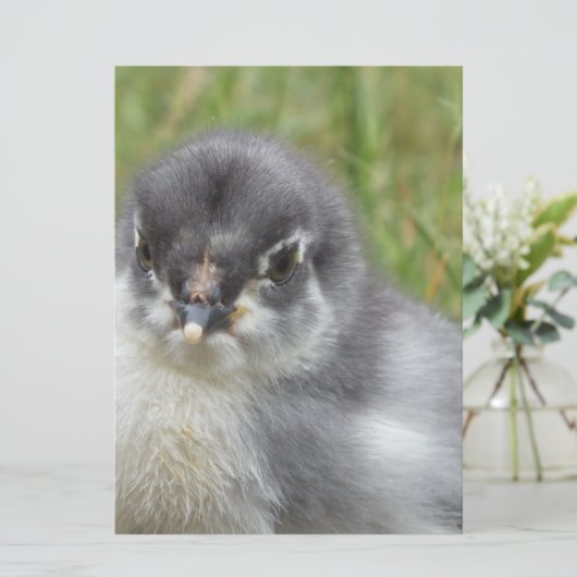 niedliches kleines Babyhuhn (Stehend Vorderseite)