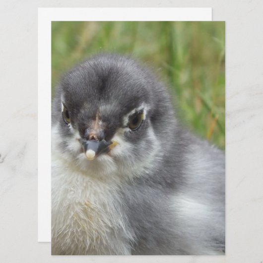 niedliches kleines Babyhuhn (Vorne/Hinten)