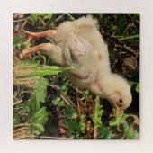 niedliches kleines Huhn, Hühnchen, natürlich Puzzle (Horizontal)