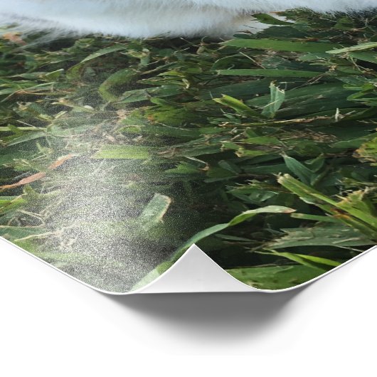 Niedliches kleines Kaninchen im Gras Foto drucken (Ecke)