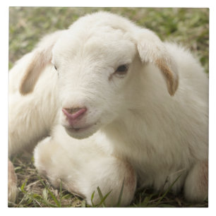 Niedliches kleines Kind Fliese