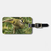 Niedliches Kleines Kinglet verursacht eine Stir in Gepäckanhänger (Vorderseite horizontal)