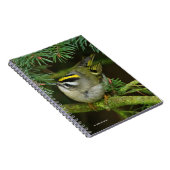 Niedliches Kleines Kinglet verursacht eine Stir in Notizblock (Rechte Seite)