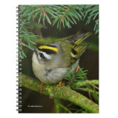 Niedliches Kleines Kinglet verursacht eine Stir in Notizblock (Vorderseite)