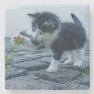 Niedliches Kleines Kitten mit Blume Steinuntersetzer