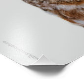 Niedliches kleines Nördliches Sägemehl Fotodruck (Ecke)