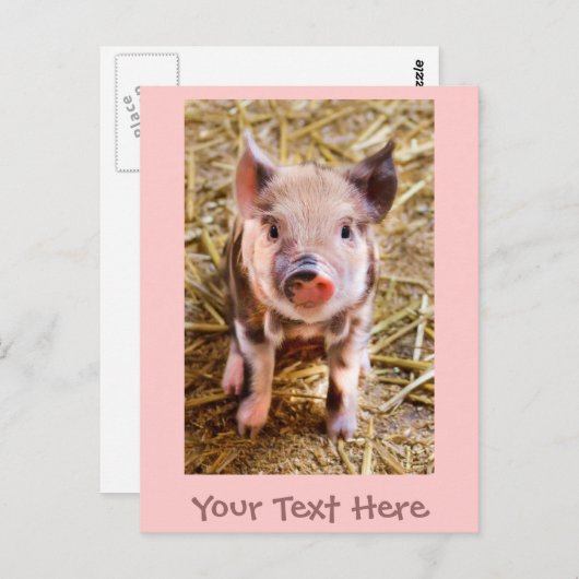 Niedliches kleines rosafarbenes Pigment Postkarte (Vorne/Hinten)
