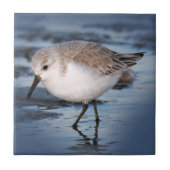 Niedliches Kleines Sanderling am Strand Fliese (Vorderseite)