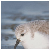 Niedliches Kleines Sanderling am Strand Stoff (Nahaufnahme)