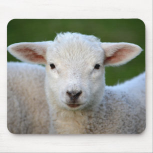 Niedliches kleines Schaf Mousepad