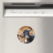 NIEDLICHES KLEINES ZIEGEL MAGNET (In Situ (Geschirrspüler))