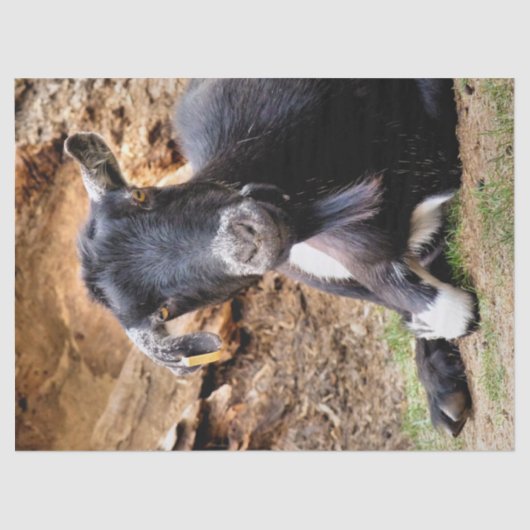 NIEDLICHES KLEINES ZIEGEL SEIDENPAPIER (Vorderseite)