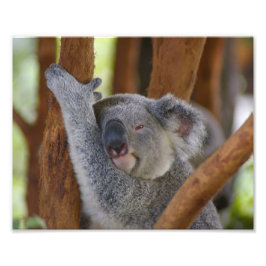 Niedliches Koala Bear Foto Print Erweiterung