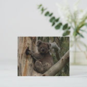Niedliches Koala in Australien Postkarte (Stehend Vorderseite)