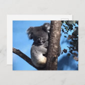Niedliches Koala in einem Baum mit blauem Hintergr Postkarte (Vorne/Hinten)