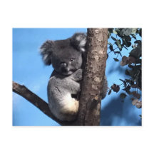 Niedliches Koala in einem Baum mit blauem Hintergr