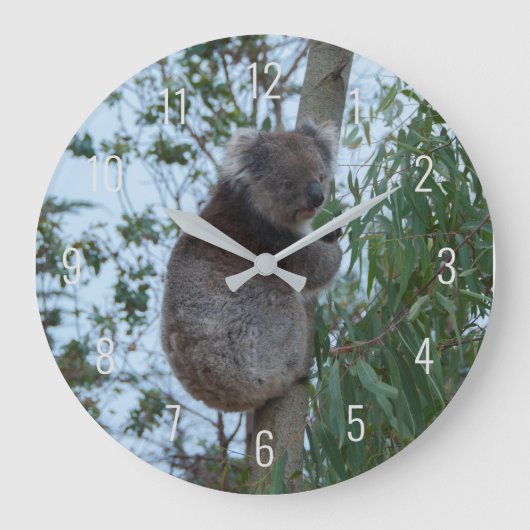 Niedliches Koala Klettern in einem Baum Australien Große Wanduhr (Vorderseite)