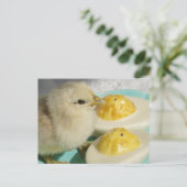Niedliches Küken und ausgewachsene Eier Postkarte (Stehend Vorderseite)