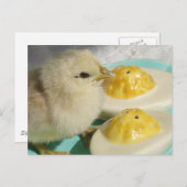Niedliches Küken und ausgewachsene Eier Postkarte (Vorne/Hinten)