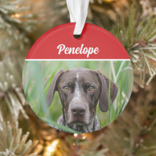 Niedliches Kurzhaar Hund Weihnachtsfeiertag Foto Ornament