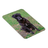 Niedliches Labrador Black Doppy-Welpen Magnet (Rechte Seite)