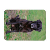 Niedliches Labrador Black Doppy-Welpen Magnet (Horizontal)