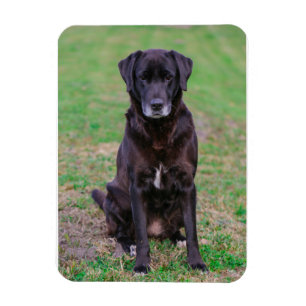 Niedliches Labrador Black Doppy-Welpen Magnet