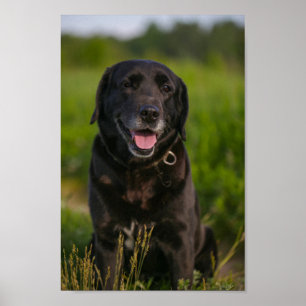 Niedliches Labrador Black Doppy-Welpen Poster