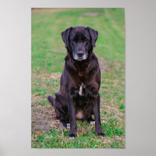 Niedliches Labrador Black Doppy-Welpen Poster (Vorne)