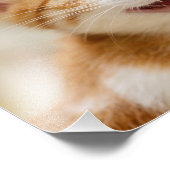 Niedliches Lächeln Kitten Face Funny Cat Meow Foto (Ecke)