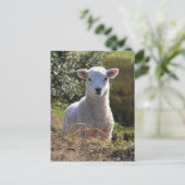 Niedliches Lamm-Foto Postkarte (Stehend Vorderseite)