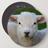 Niedliches Lammporträt Button (Vorne & Hinten)