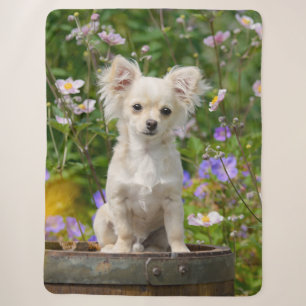 Niedliches Langhaar Chihuahua Dog Welpe Foto Sherpadecke
