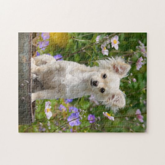 Niedliches langhaariges Chihuahua-Hundewelpen-Foto Puzzle (Horizontal)