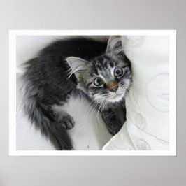 Niedliches, langhaariges Tabby, Kitten, Big Eyes Poster
