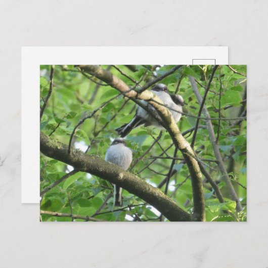 Niedliches Langschwanztier-Heimtier Postkarte (Vorne/Hinten)