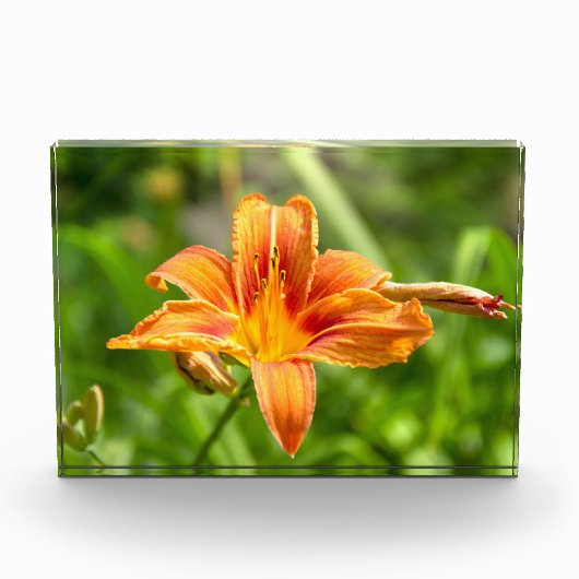 Niedliches Lily Blume Foto (Vorderseite)